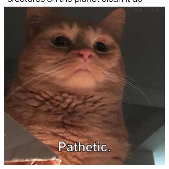 Meet your Posher, Mckenzie - Picture 1 of 1